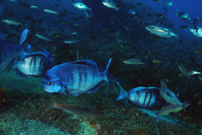 Spondyliosoma cantharus  in riproduzione